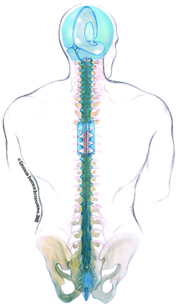 diagram of the craniosacral system